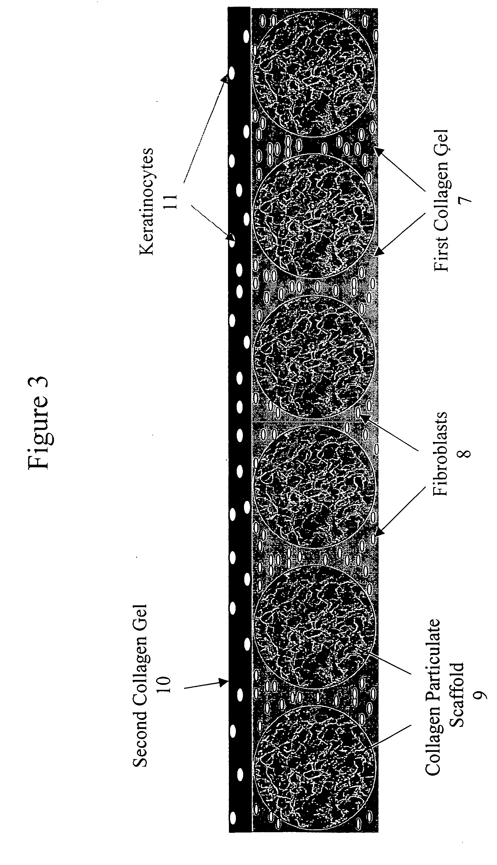Tissue composites and uses thereof
