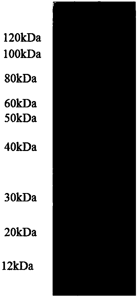Anti-serum interference Taq DNA polymerase and preparation and application thereof
