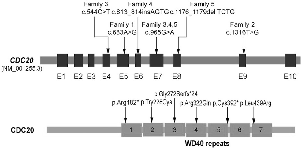 Marked CDC20 gene for judging female primary infertility and detection kit thereof
