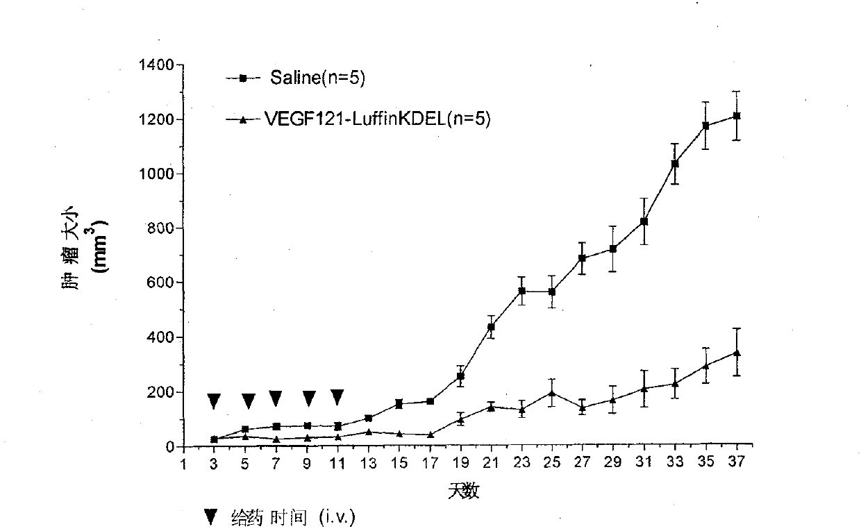 Fusion protein with function of selective killing endothelial cells in tumor neogenetic blood vessels and use thereof