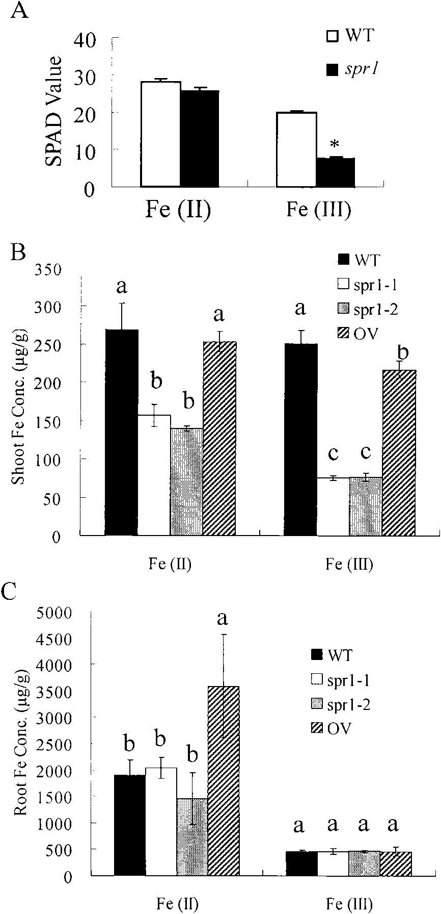 Gene and protein encoded by rice root growth and development control gene OsSPR1