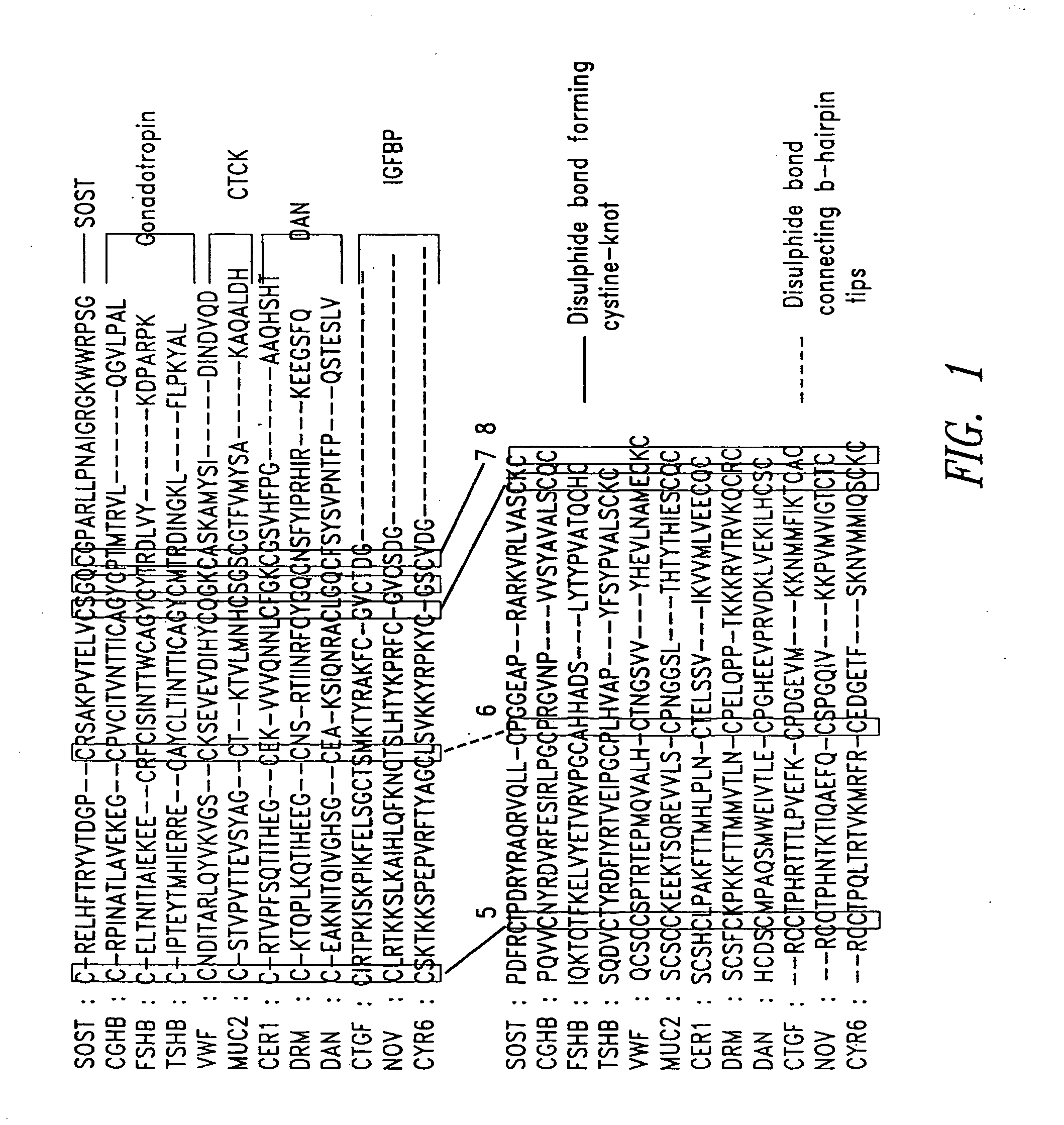 Antibodies specific for sclerostin and methods for increasing bone mineralization