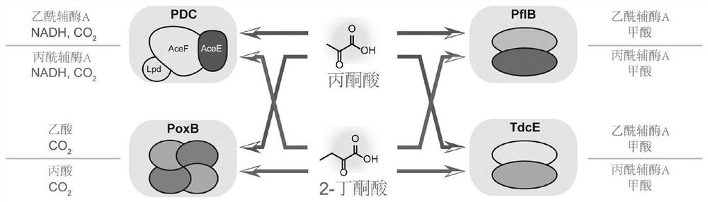 Mutant pyruvate oxidase and use thereof in metabolic detoxification of 2-butanone acid