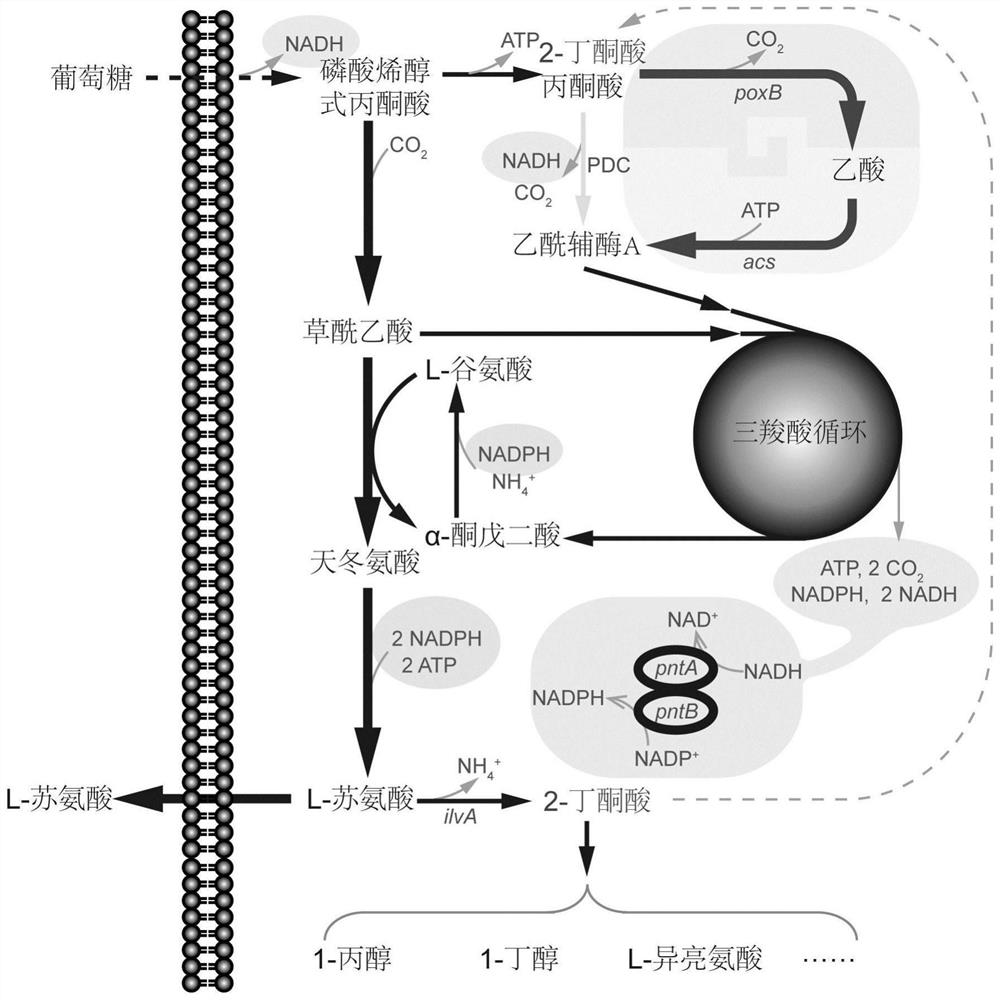 Mutant pyruvate oxidase and use thereof in metabolic detoxification of 2-butanone acid