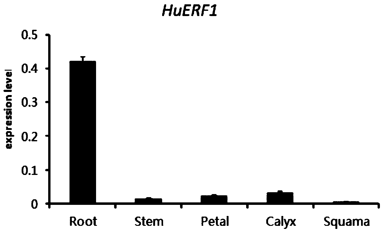 Hylocereus spp. salt-tolerant gene HuERF1 and application thereof