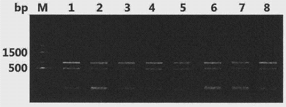 Universal type total RNA extraction kit and method