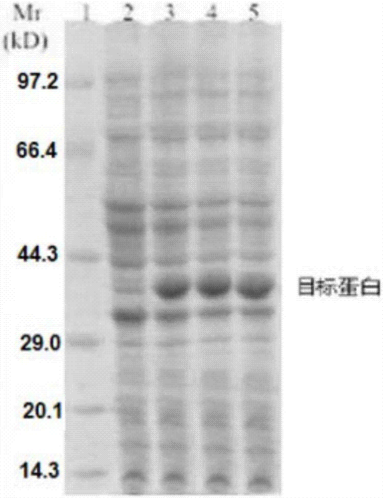 sH2a monoclonal antibody hybridoma and monoclonal antibody and application thereof