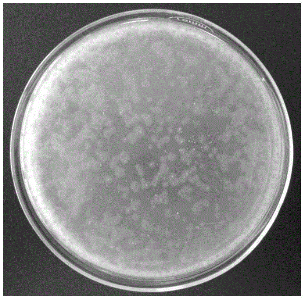 Transparent water-absorbing gel for microbial detection and detection plate