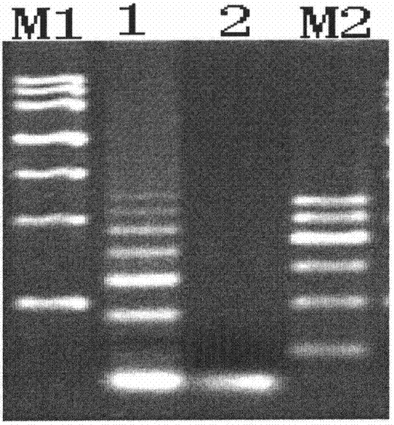 Method for detecting tobacco virus using reverse transcription loop-mediated isothermal amplification technique