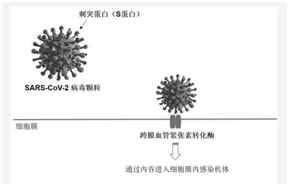 Single-chain antibody for resisting S1 protein on surface of new coronavirus SARS-CoV-2 and application of single-chain antibody