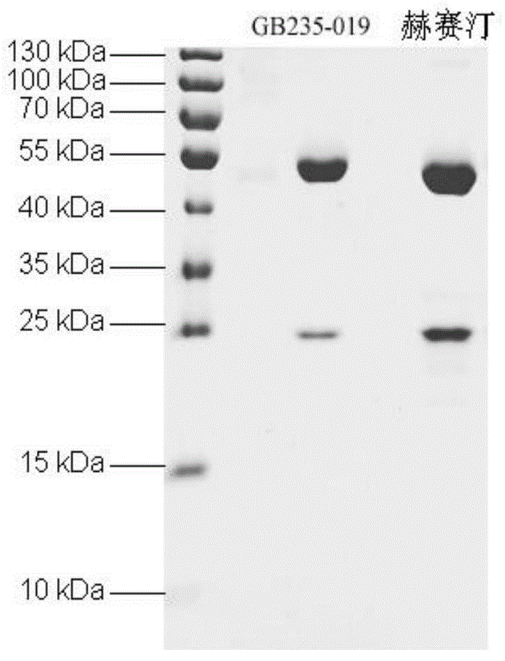 Whole-human HER2 antibodies, and coding genes and application thereof