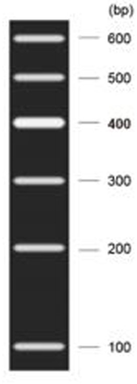 A method for constructing a ptdss2 conditional knockout mouse model