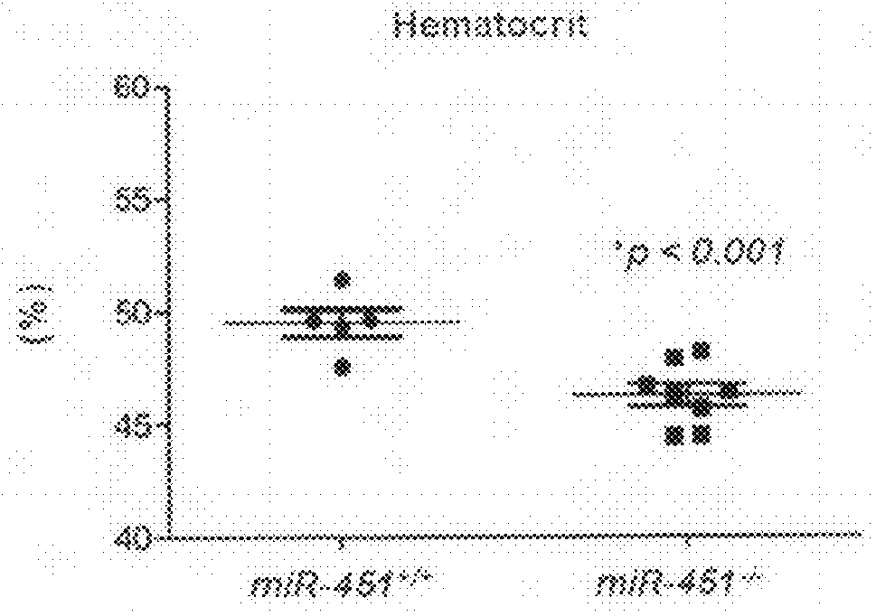 Antimir-451 for the treatment of polycythemias