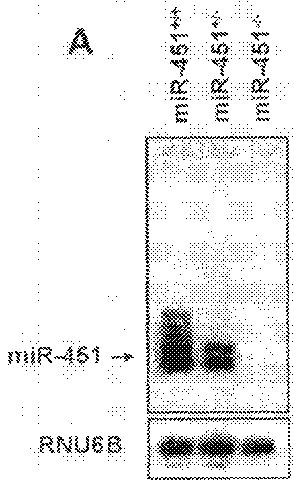 Antimir-451 for the treatment of polycythemias