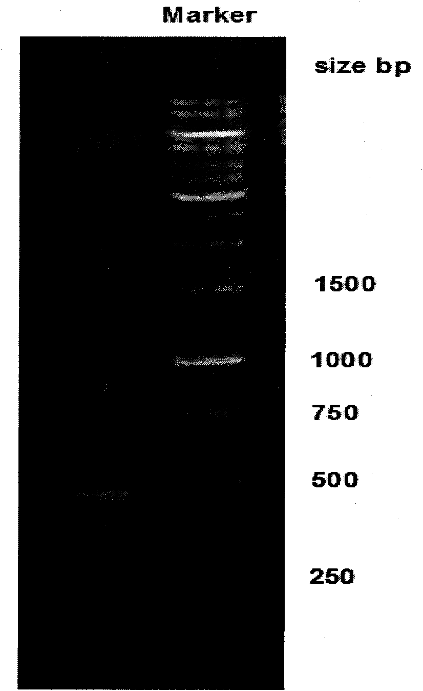 PCR amplification system and PCR amplification method for high GC content gene