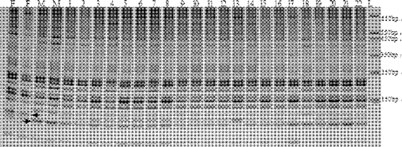 Fast cauliflower genetic purity detection method based on polymerase chain reaction (PCR) technology