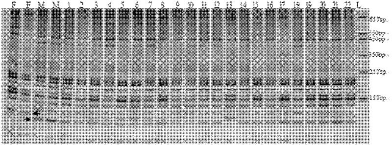 Fast cauliflower genetic purity detection method based on polymerase chain reaction (PCR) technology