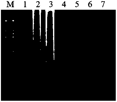 LAMP rapid detection method for Xinjiang isolate of phytoplasmas of apricot chlorotic leaf roll