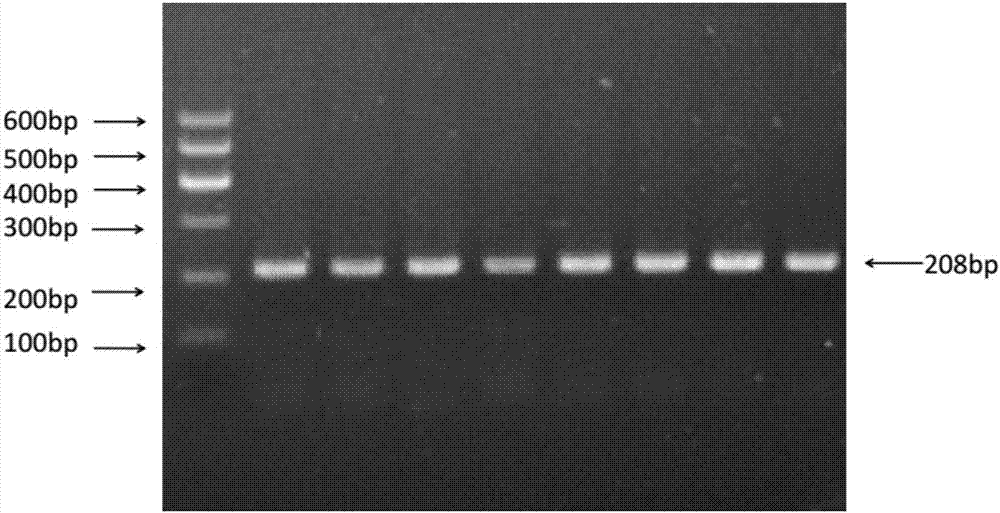 Method for detecting growth character of cow through MYLK4 gene, and special kit thereof