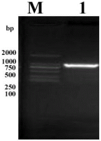 Recombinant bacillus calmette-guerin vaccine strain with over-expression mycobacterium tuberculosis Rv3586 and application of recombinant bacillus calmette-guerin vaccine strain