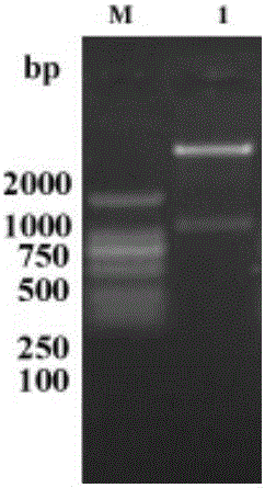 Recombinant bacillus calmette-guerin vaccine strain with over-expression mycobacterium tuberculosis Rv3586 and application of recombinant bacillus calmette-guerin vaccine strain