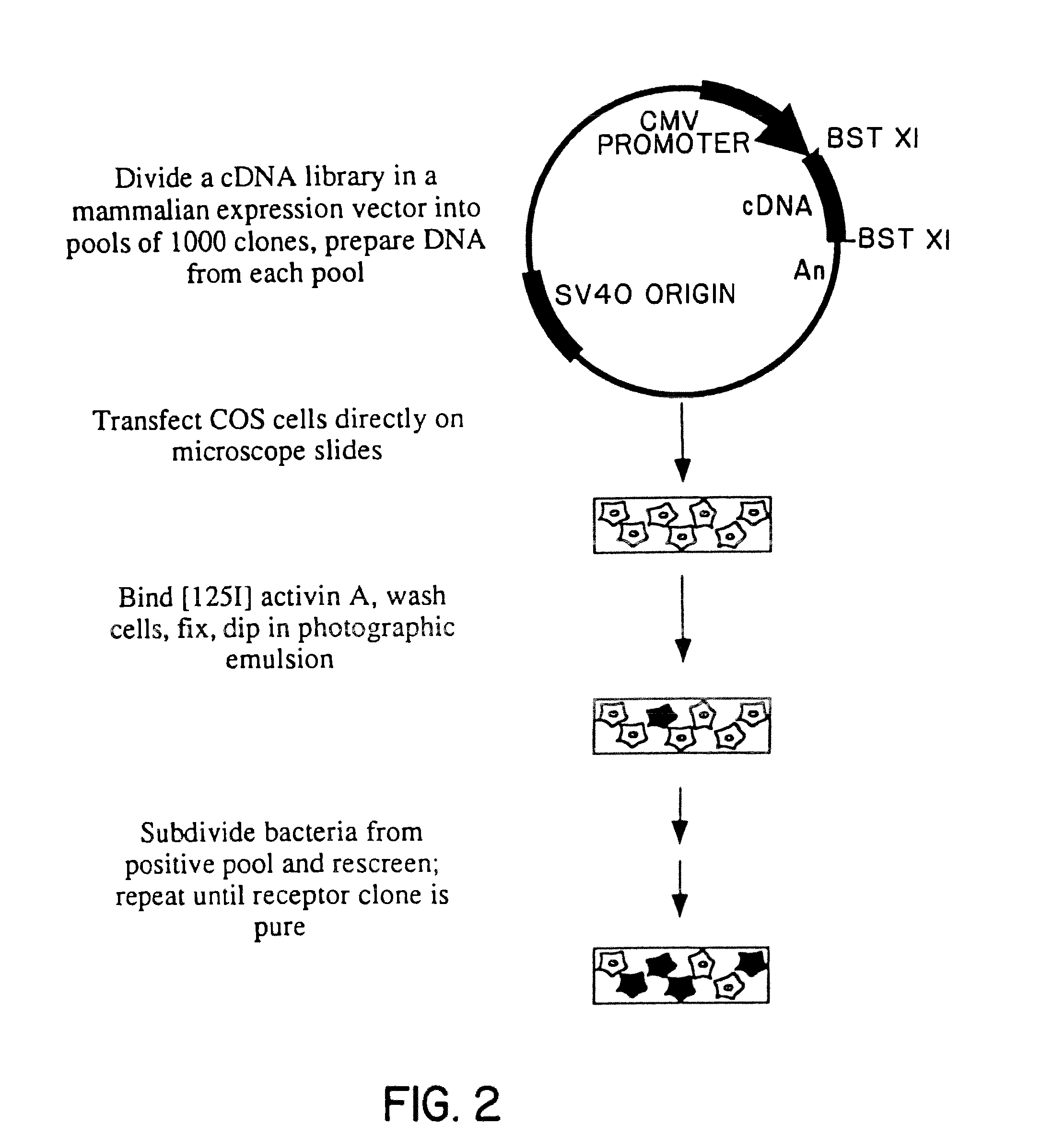 Cloning and recombinant production of receptor(s) of the activin/tgf-beta superfamily