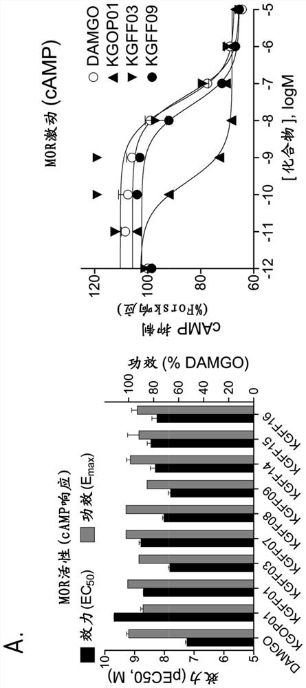 Hybrid mu opioid receptor and neuropeptide ff receptor binding molecules, their methods of preparation and applications in therapeutic treatment