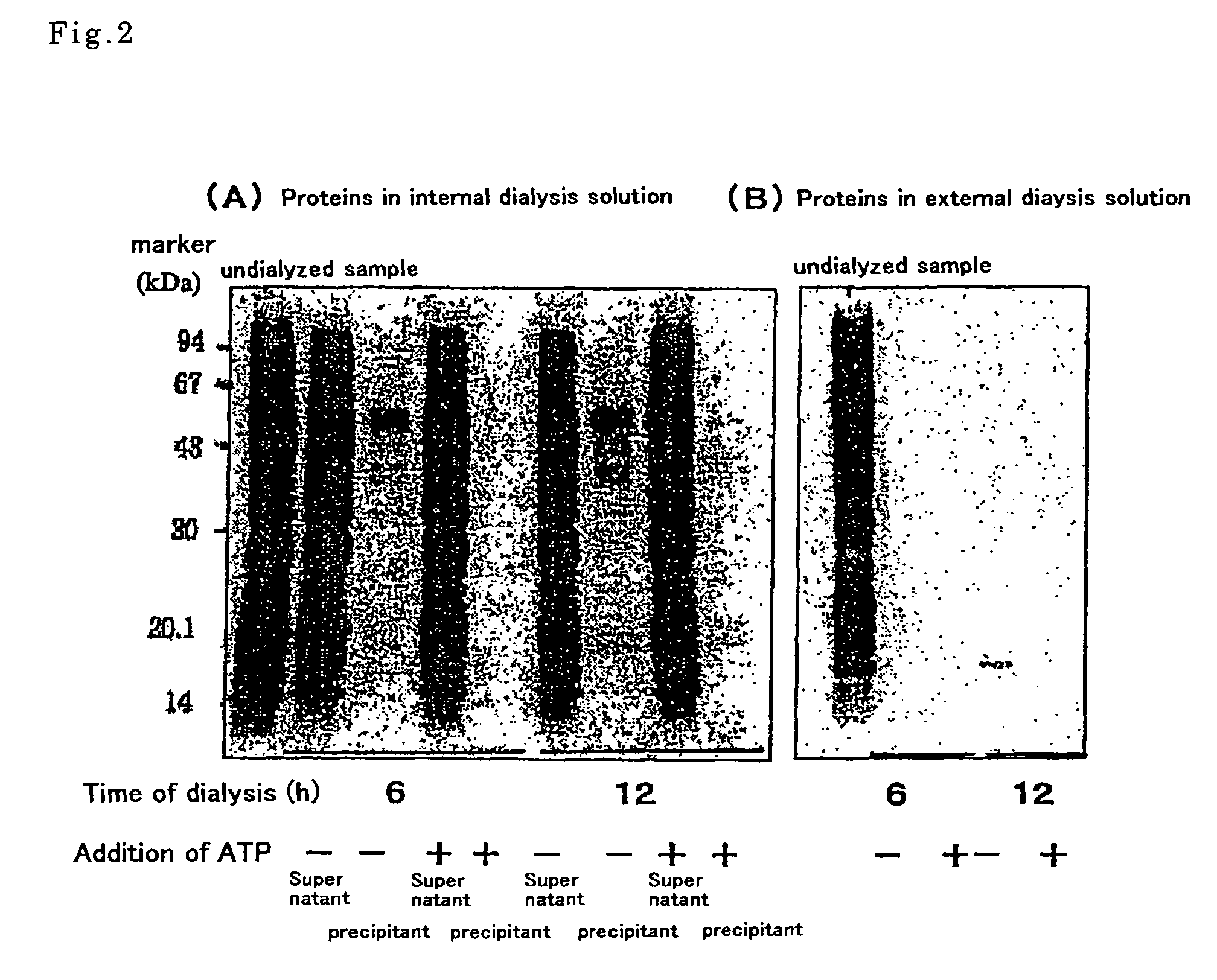 Cell extract for cell-free protein synthesis and process for producing the same