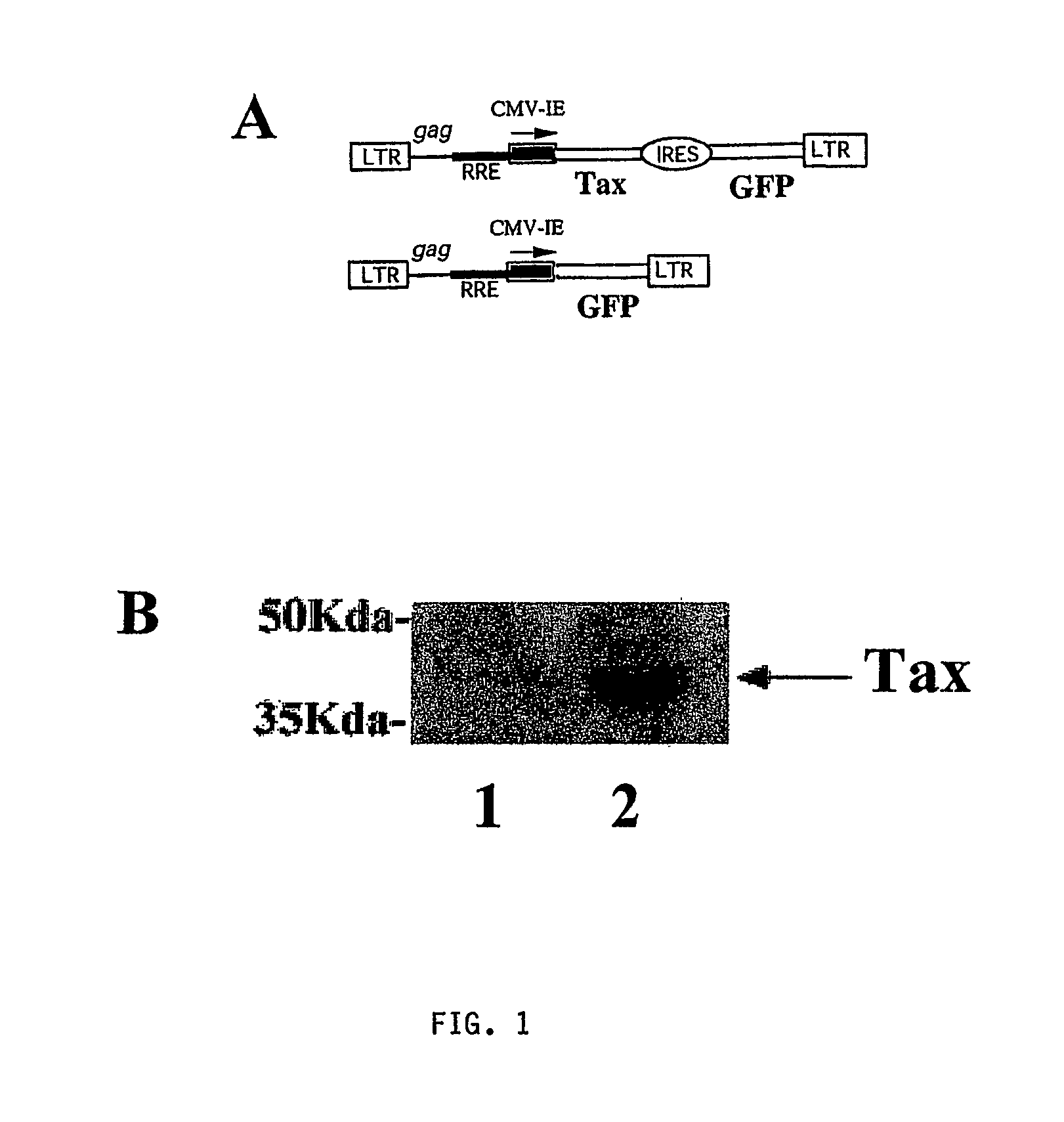 Htlv-I tax induced killing of p53 null cancer cells