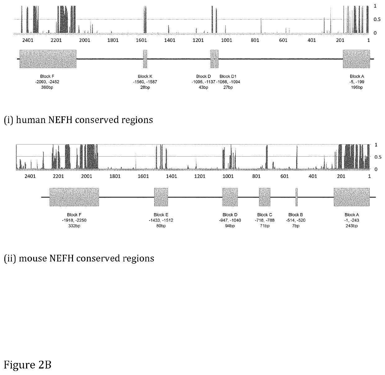 Retinal Promoter and Uses Thereof