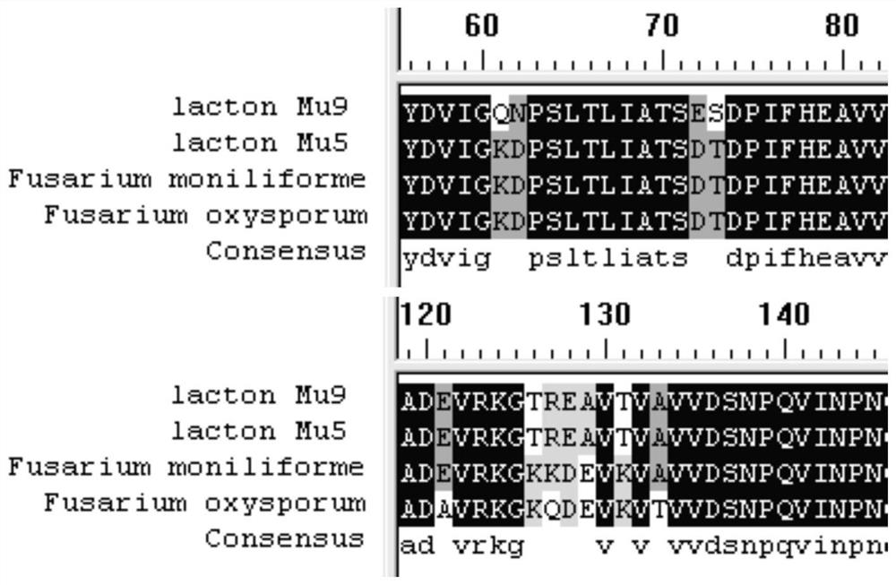 Pantolactone hydrolase mutant strain and application thereof