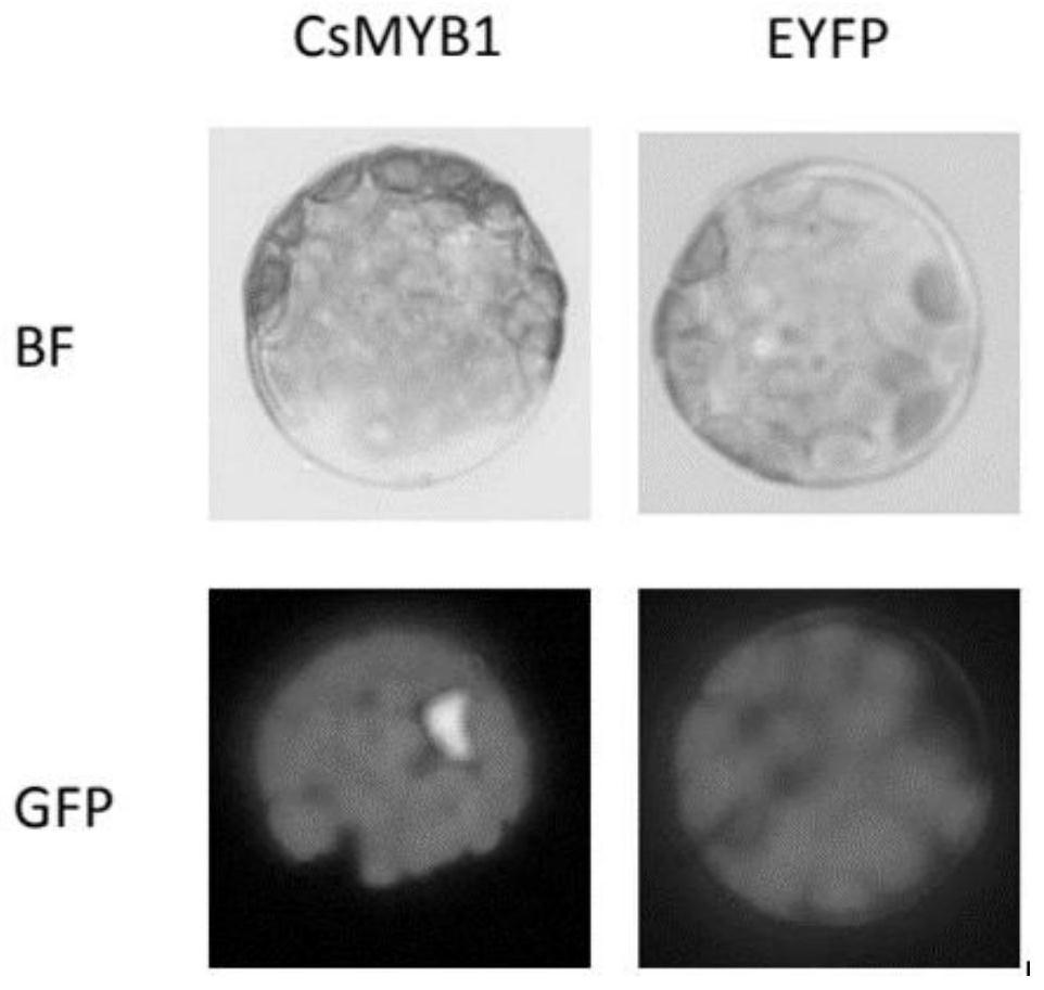 A kind of transcription factor csmyb1 isolated from the glandular trichomes of cannabis and its application