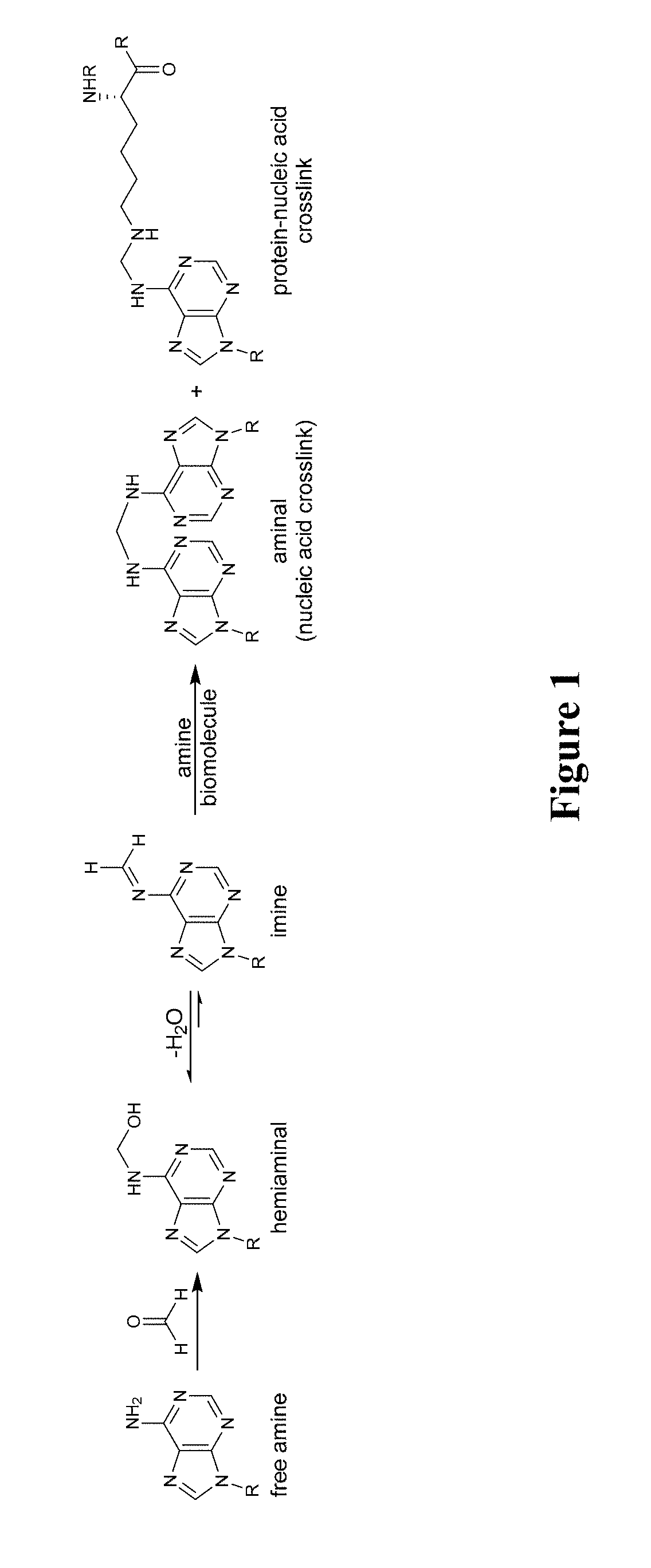 Catalysts for reversing formaldehyde adducts and crosslinks