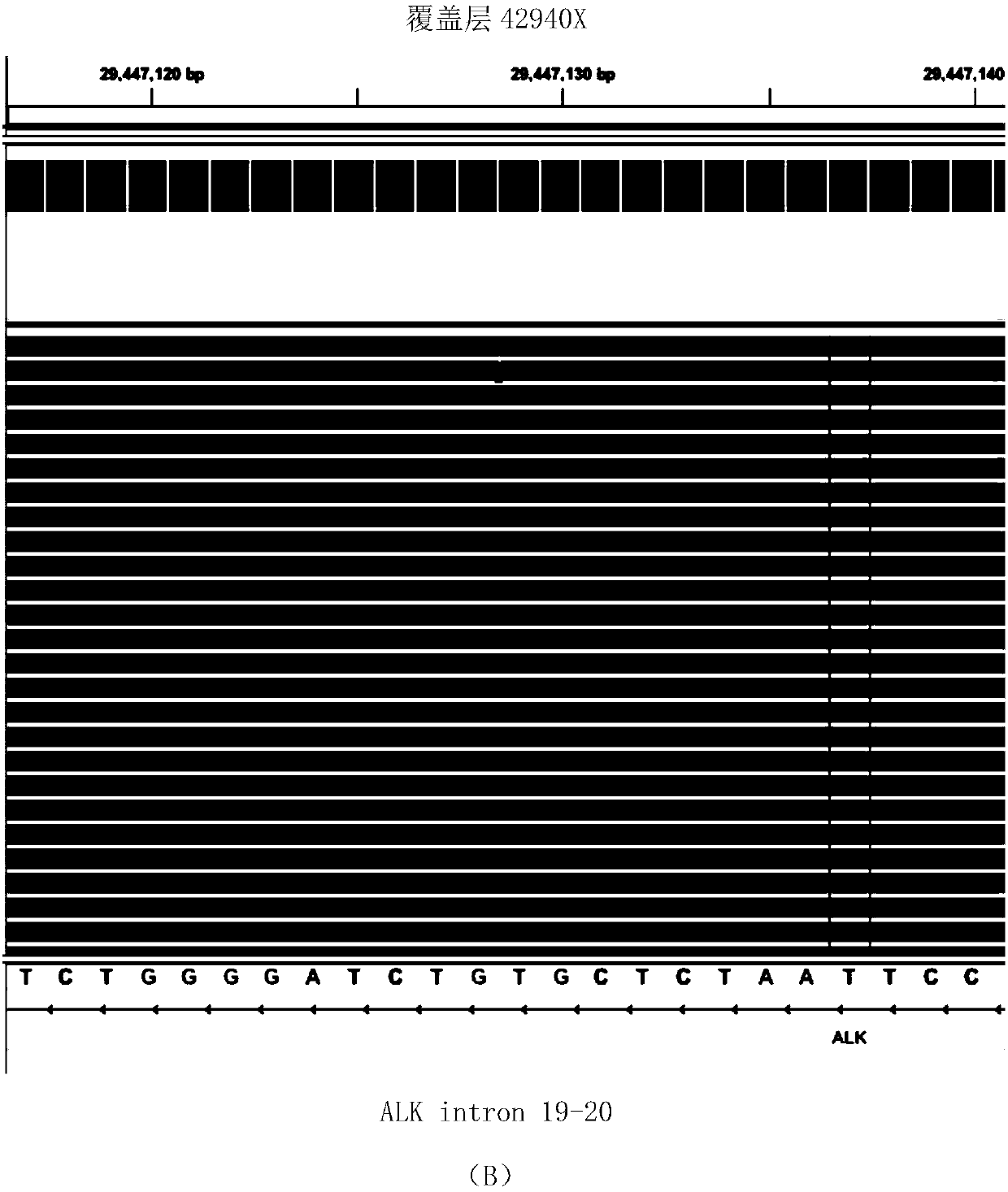 DNA-based fusion gene quantitative sequencing library construction, detection method and its application