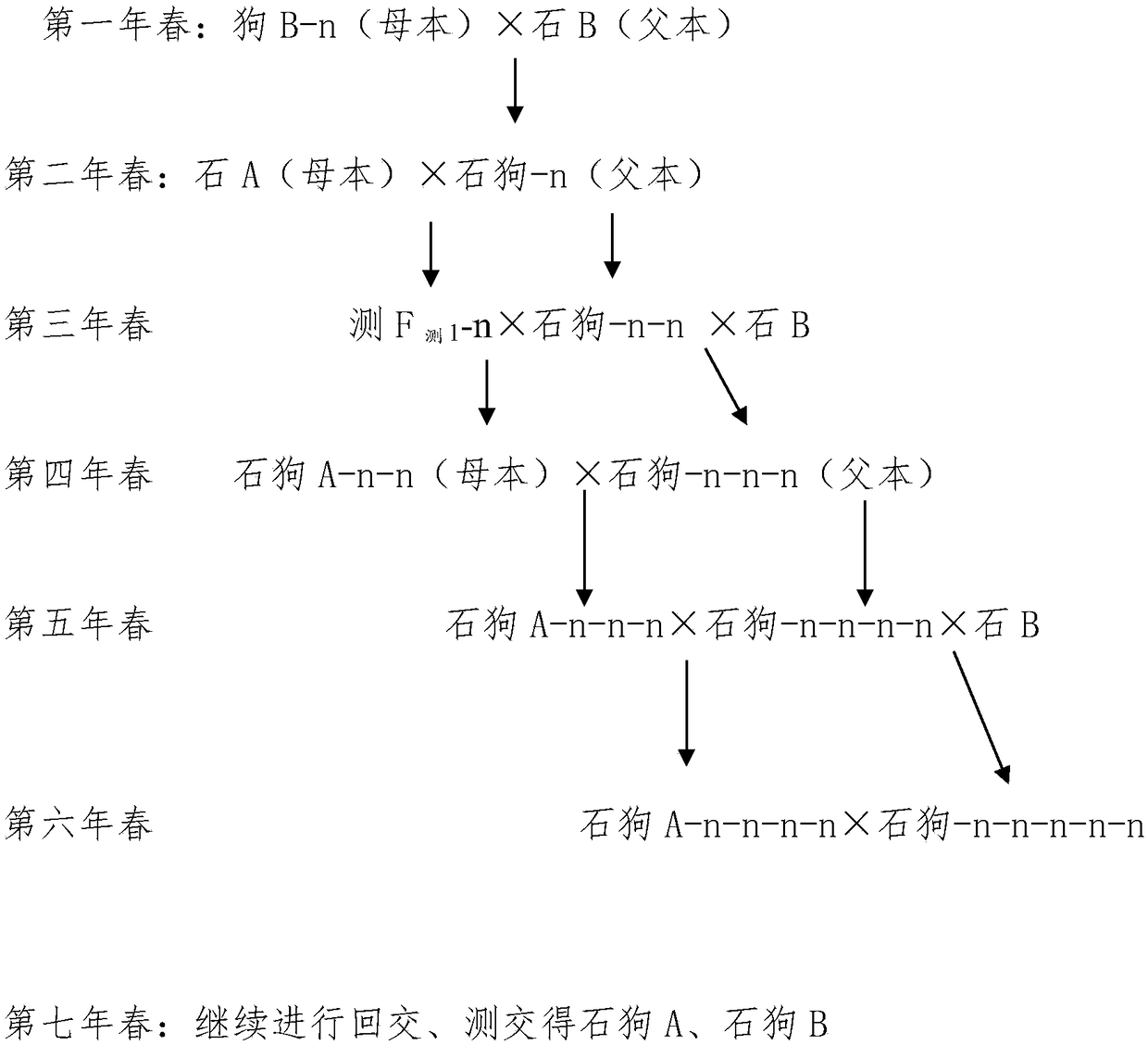 Breeding method of radish cell nucleo-cytoplasmic interaction male sterile maintainer line