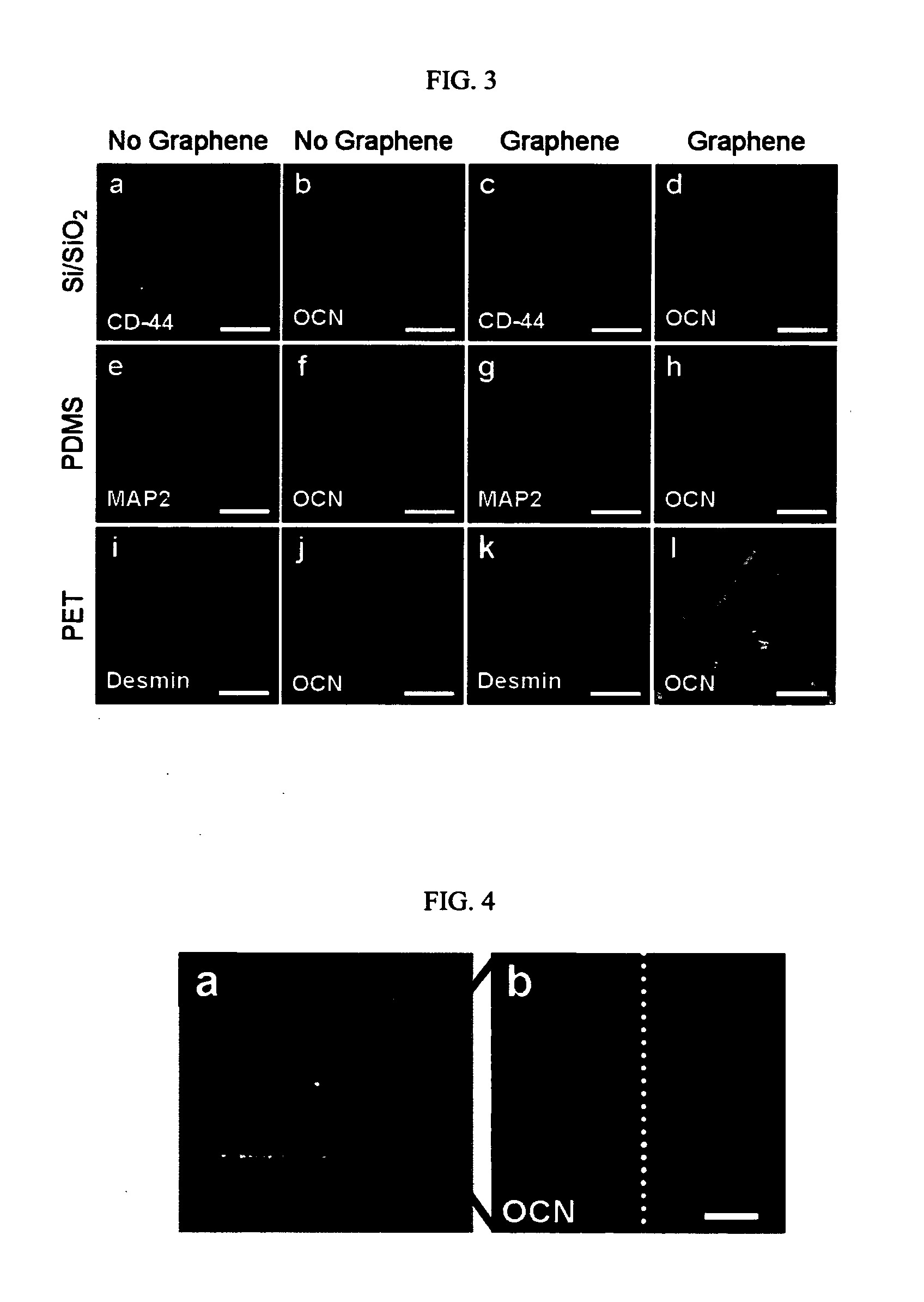 Method For Controlling And Accelerating Differentiation Of Stem Cells Using Graphene Substrates