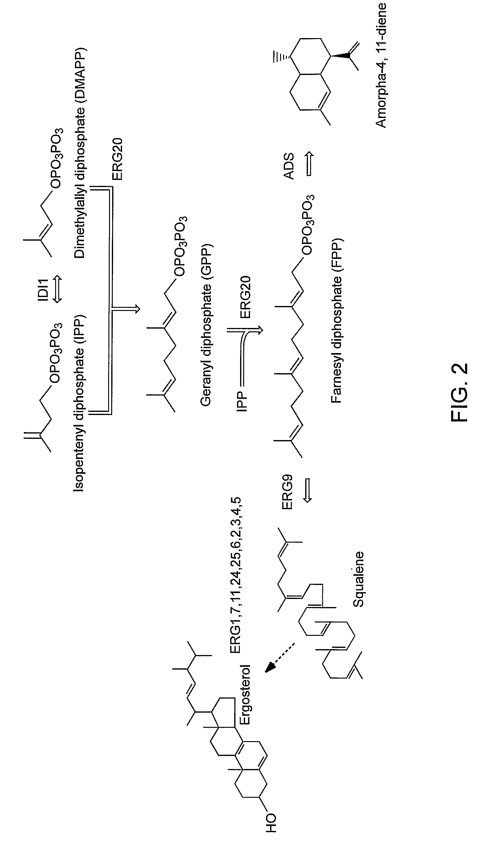 Genetically modified host cells and use of same for producing isoprenoid compounds