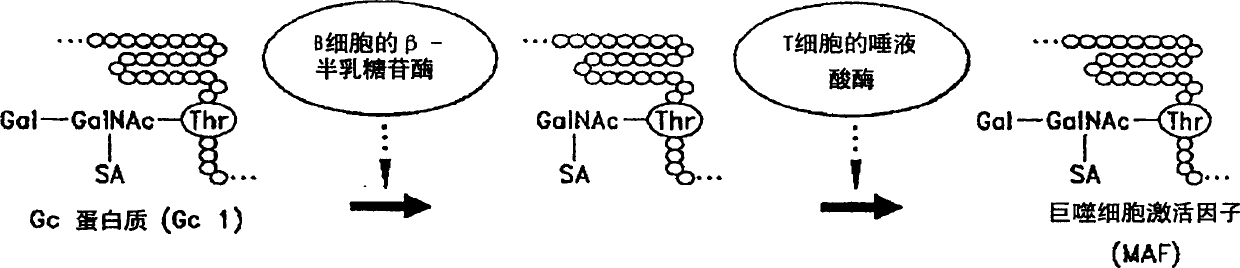 Determination of alpha-N-acetamino galactosidase activity