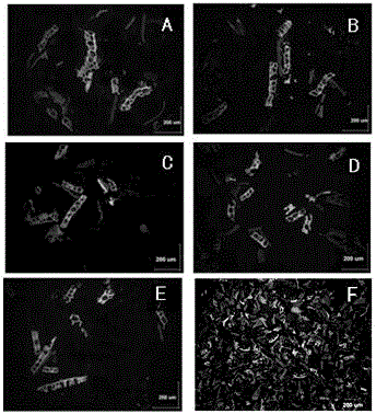 Preparation method of wheat bran aleurone