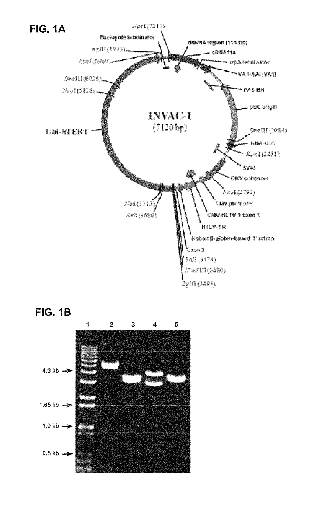 Telomerase encoding DNA vaccine