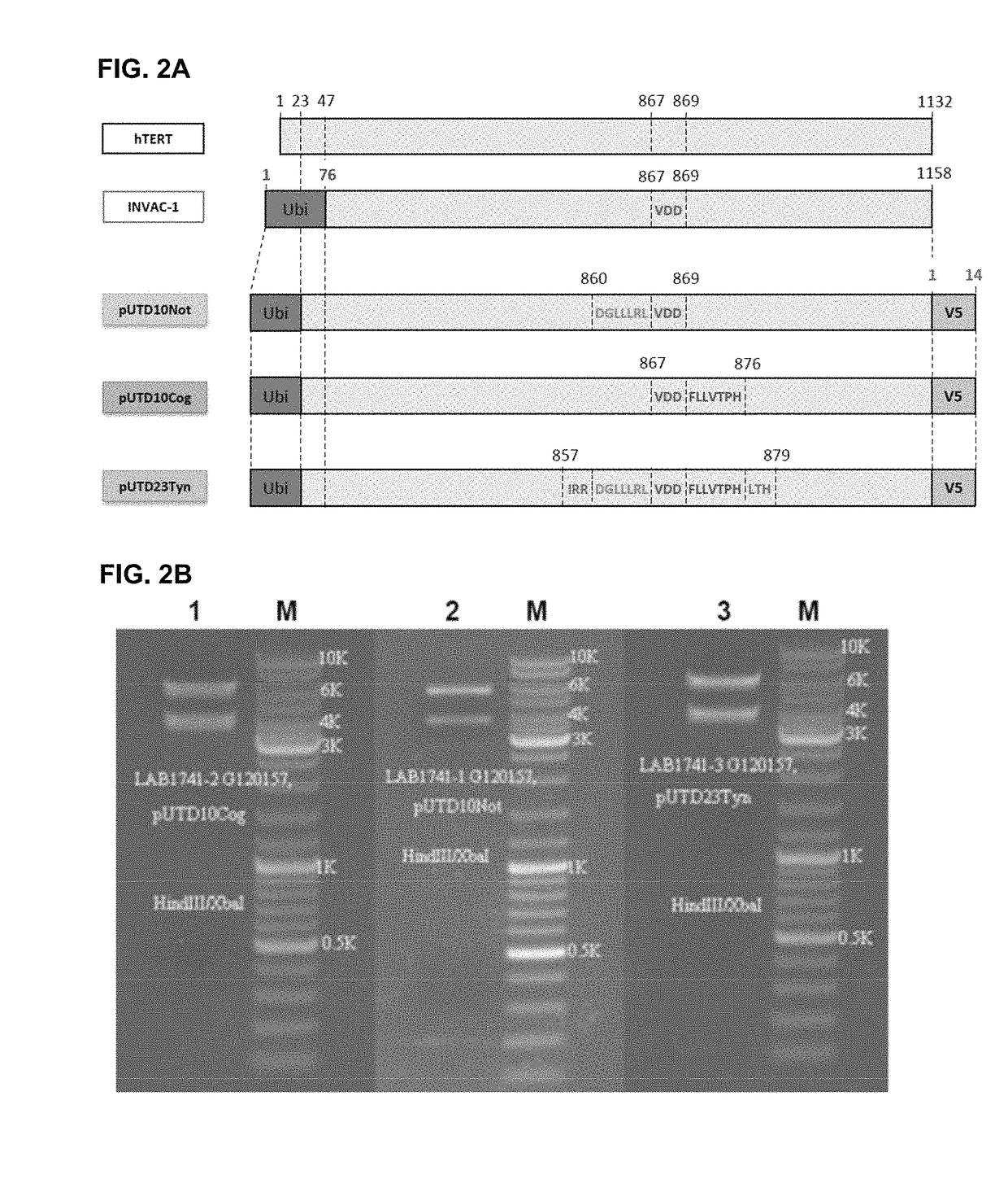 Telomerase encoding DNA vaccine