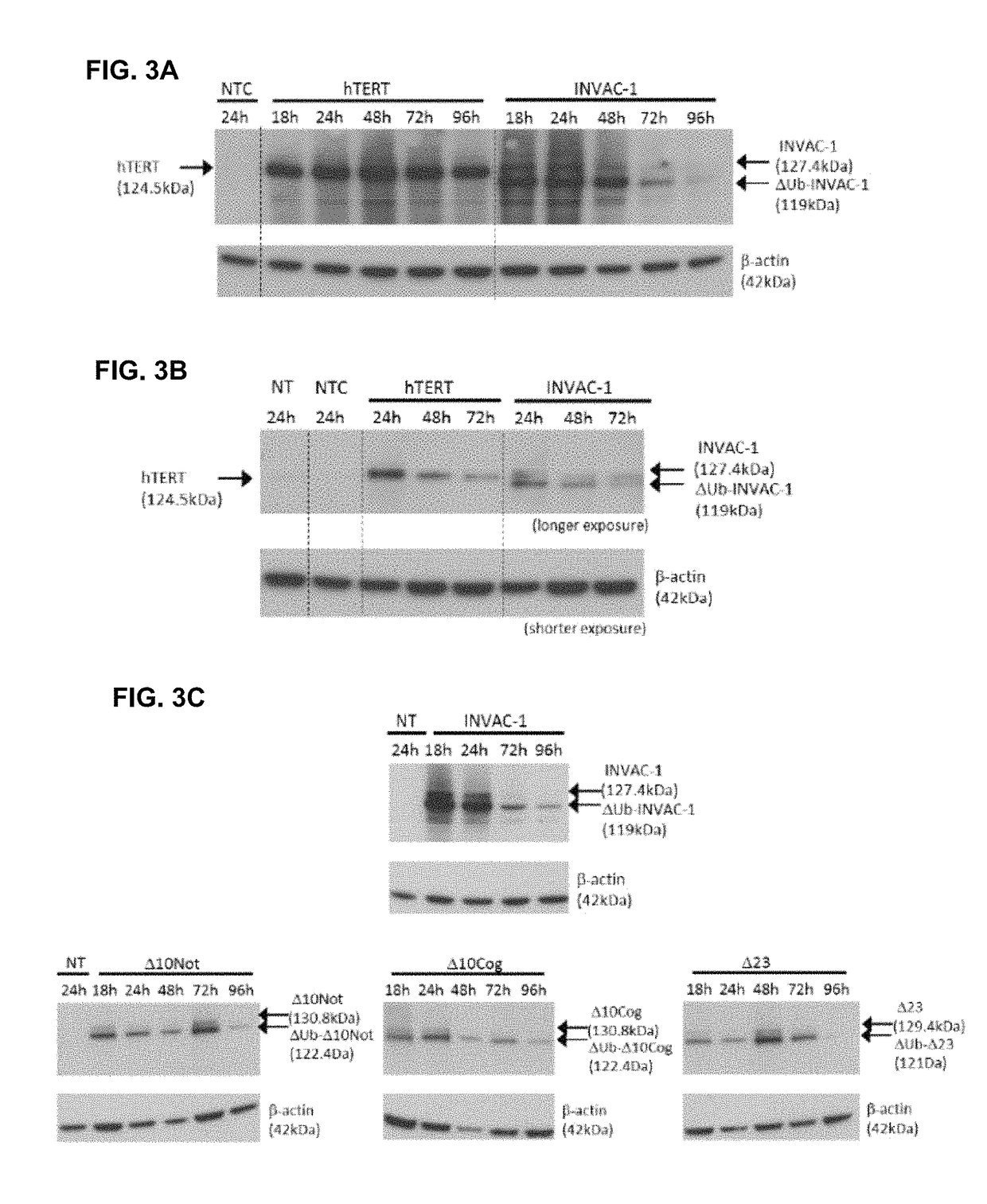 Telomerase encoding DNA vaccine