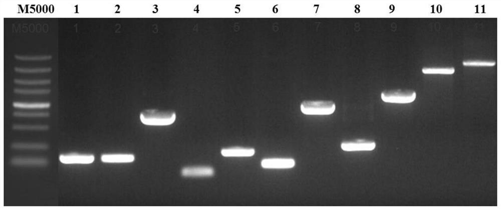 Replicon for transient transfection of duck Tembusu virus carrying Renilla luciferase and its construction method and application