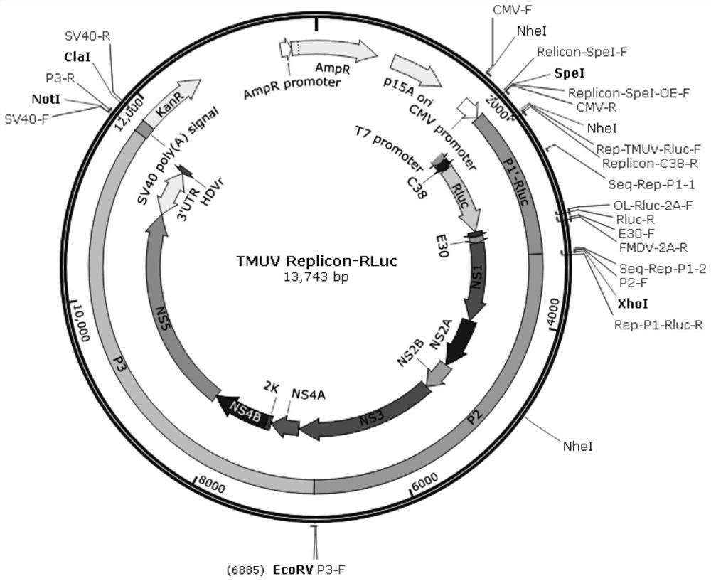 Replicon for transient transfection of duck Tembusu virus carrying Renilla luciferase and its construction method and application