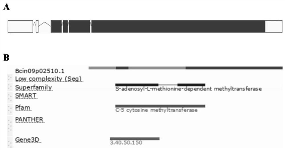 Application of bcdmt2 protein and its coding gene in regulating pathogenicity and conidia production of Botrytis cinerea