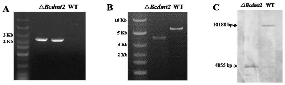 Application of bcdmt2 protein and its coding gene in regulating pathogenicity and conidia production of Botrytis cinerea