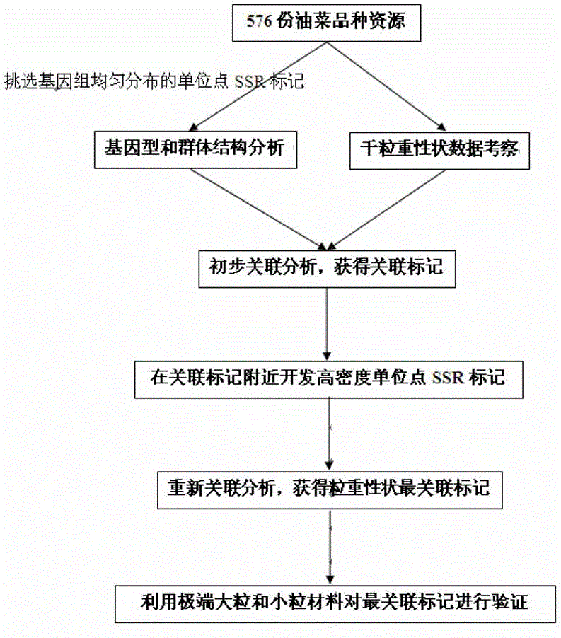 Cabbage type rape grain weight-associated molecular marker and preparation method and application thereof