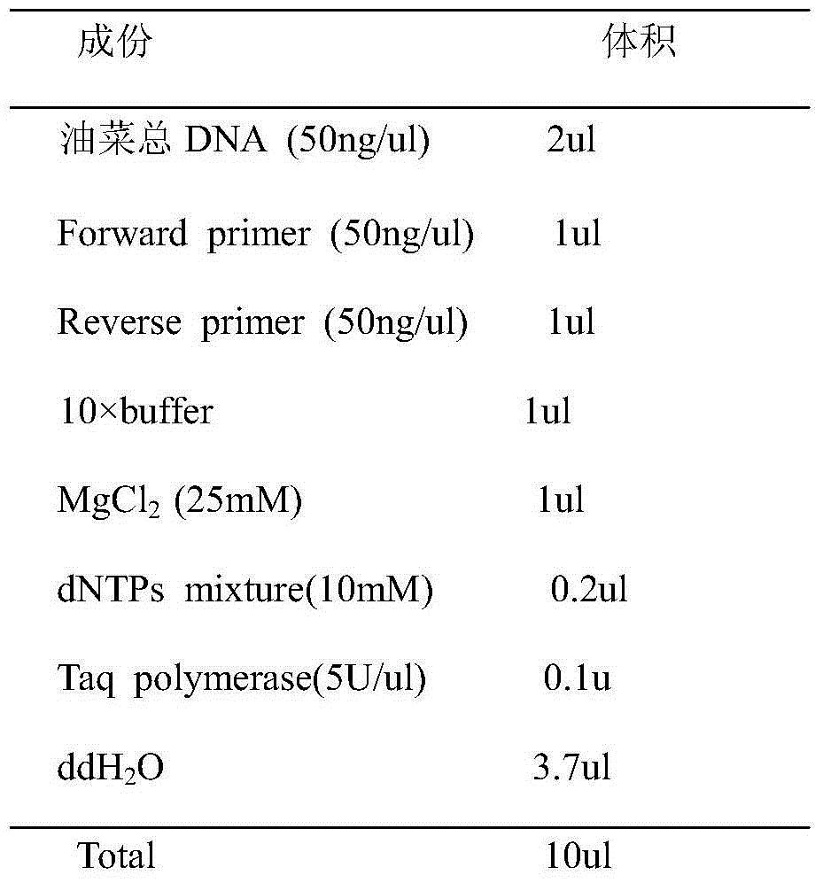 Cabbage type rape grain weight-associated molecular marker and preparation method and application thereof
