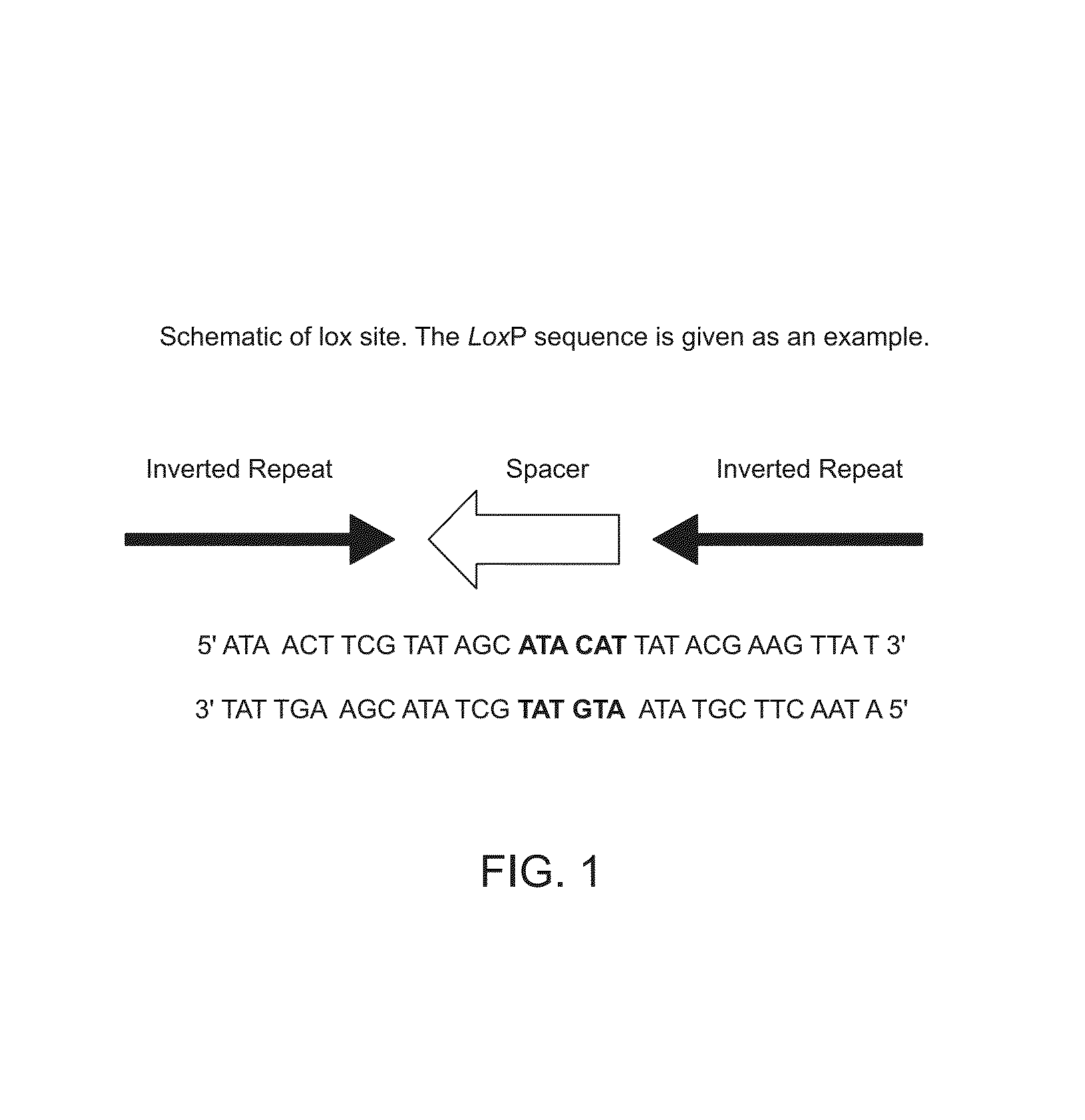 Compositions and methods for generating and screening adenoviral libraries