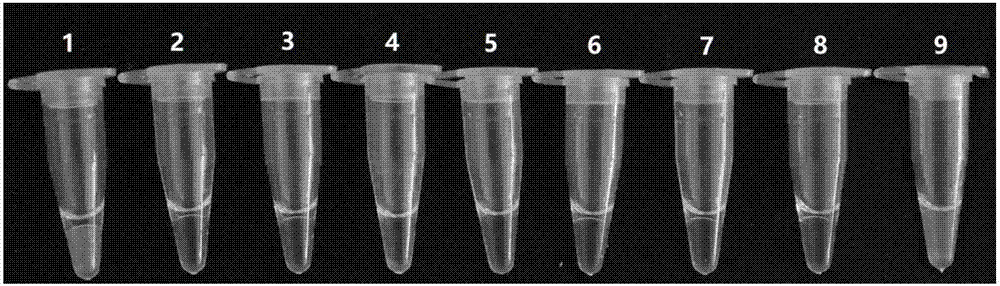 Macrobrachium rosenbergii microsporidia visualized quick detection kit and detection method thereof